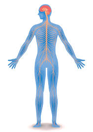 The “Operating System” Reset: Why Nervous System Regulation is the Ultimate 2026 Luxury